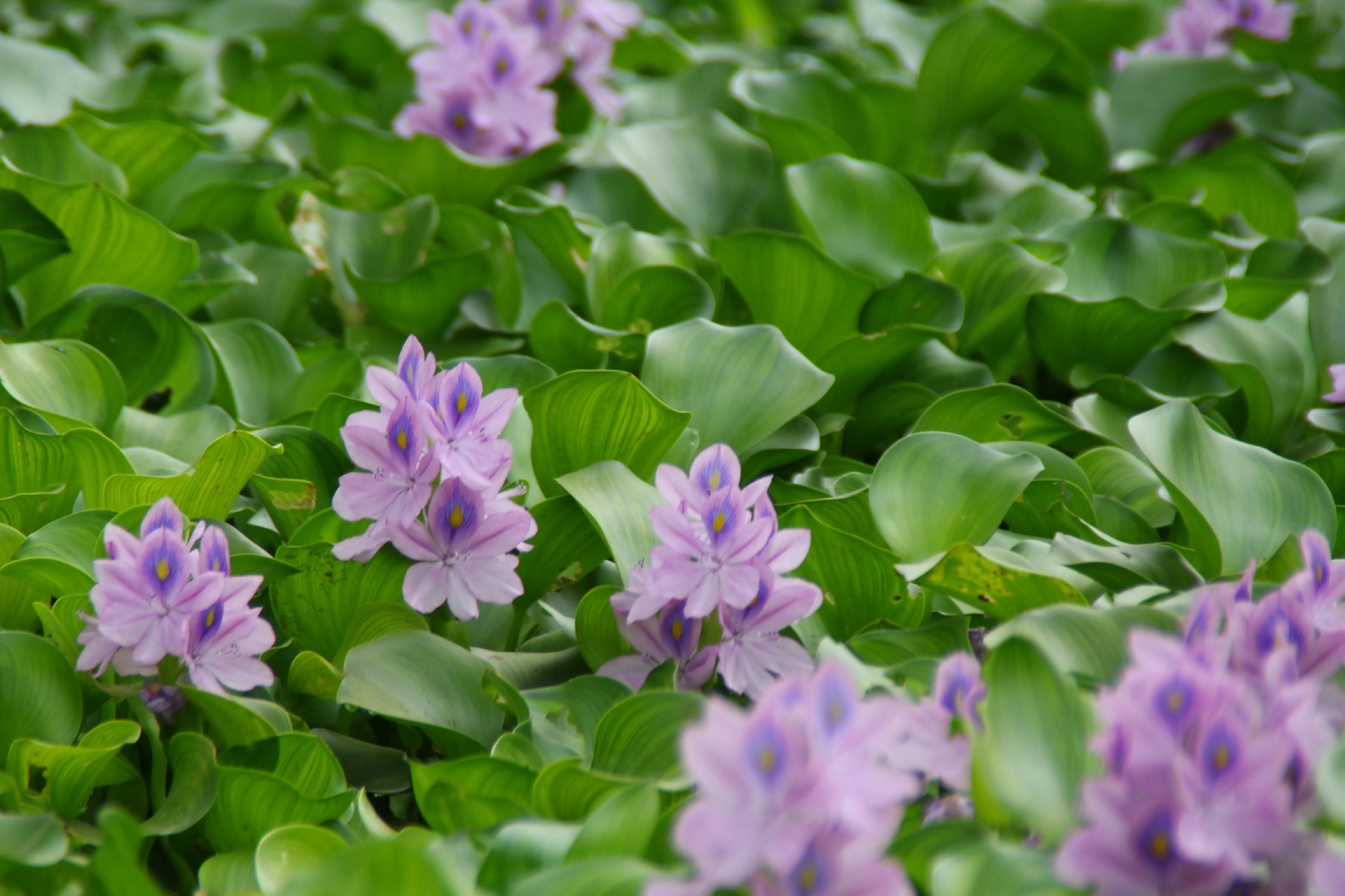 1695692482183844.jpg 水葫芦.jpg