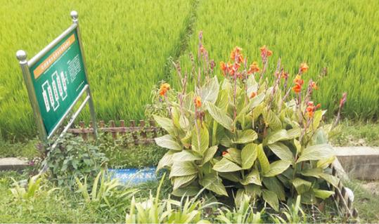 农村环境综合整治 农村环境综合整治