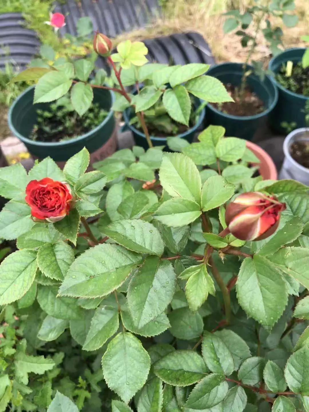 P站免费在线观看